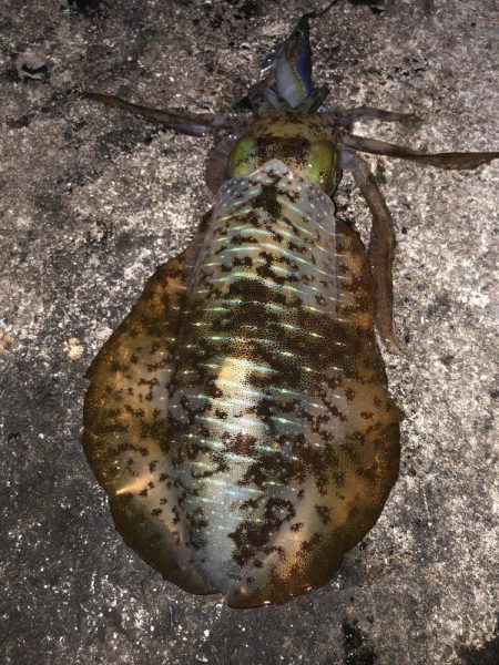 2021 佐渡ヶ島エギング 42回目