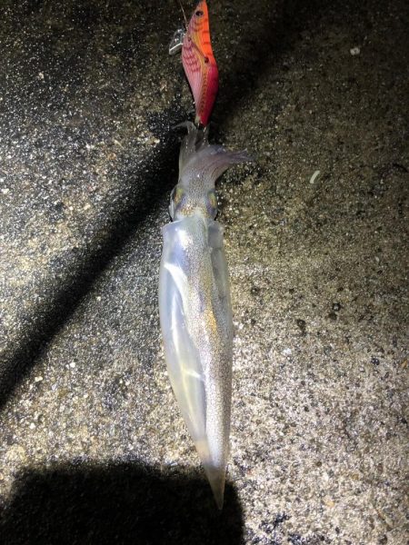 2021佐渡ヶ島 エギング　43回目