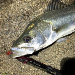 シーバスとハゼ