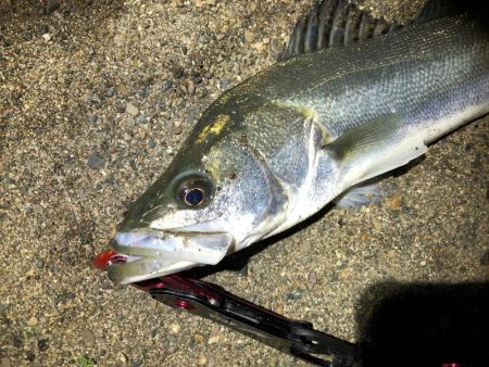 シーバスとハゼ