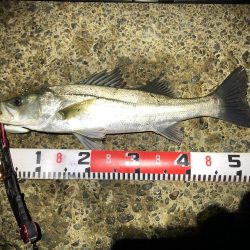 シーバス　風が強い夜でした