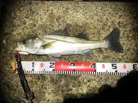 シーバス　風が強い夜でした