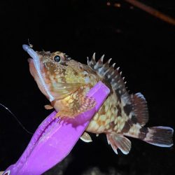 舞洲アジング 中アジ攻略