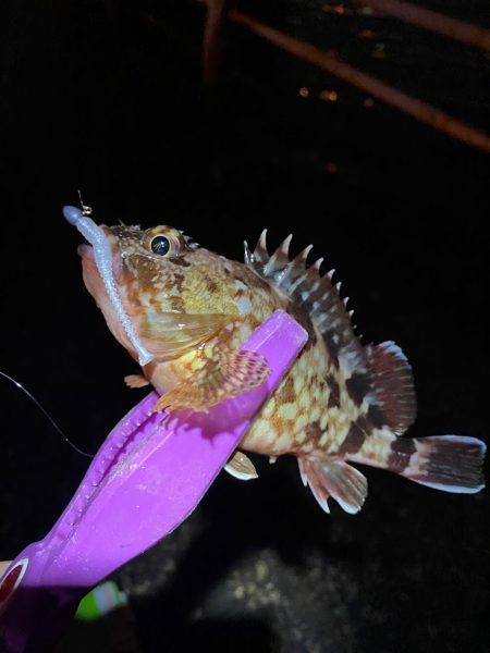 舞洲アジング 中アジ攻略