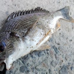 ぶら河川調査!!