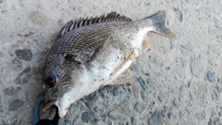 ぶら河川調査!!