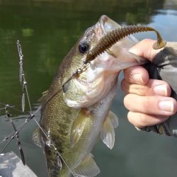 ワンフックアラバマでぽつぽつ