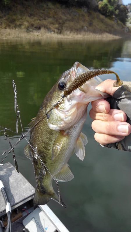 ワンフックアラバマでぽつぽつ