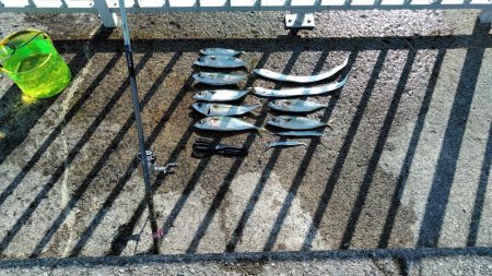 大サバ・中サバ・サバ・サバ時々タチウオ 明けるとサヨリ