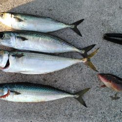 なんで～　こっちのエ～サは、まずい～