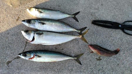 なんで～　こっちのエ～サは、まずい～