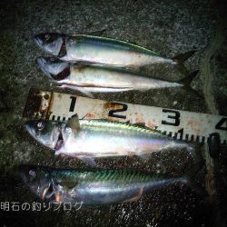 秋の大サバ爆釣〜！
