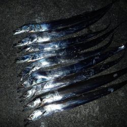 武庫川一文字にFLAP釣行!