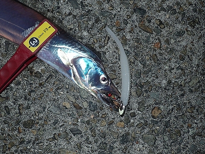 皆既月食の武庫川一文字で！