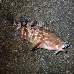 復調してきましたよ！　ライトワインドパラダイス！