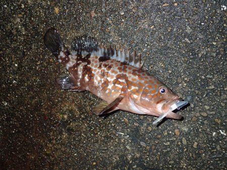 復調してきましたよ！　ライトワインドパラダ…