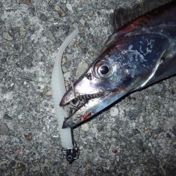 メーターオーバー捕獲に成功！