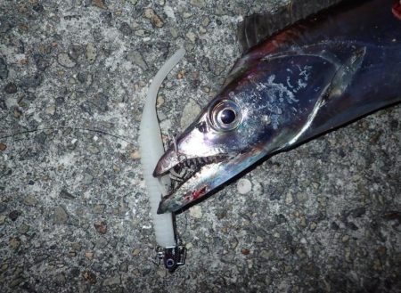 メーターオーバー捕獲に成功！