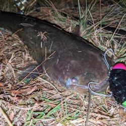 拝啓カンパリ様