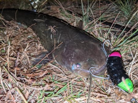 拝啓カンパリ様