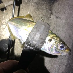 2021佐渡ヶ島 エギング 44回目