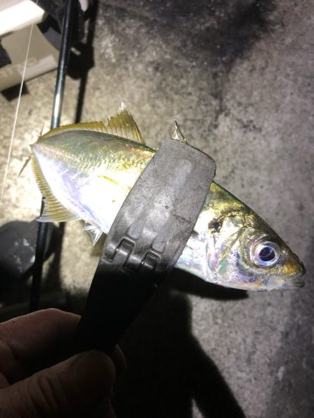 2021佐渡ヶ島 エギング 44回目