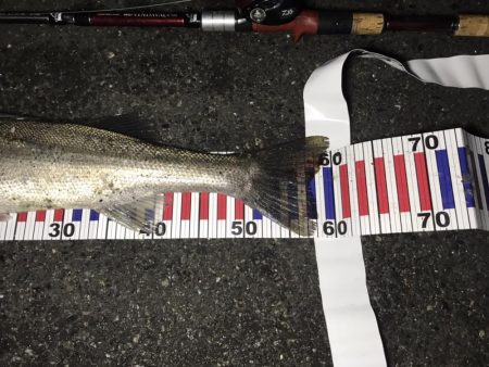 久しぶりに釣れたシーバス