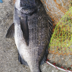 タナはもう、どん底