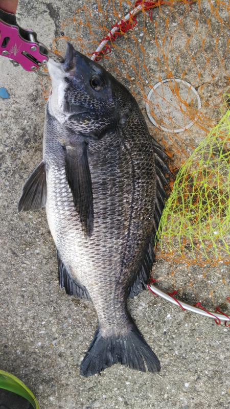 タナはもう、どん底