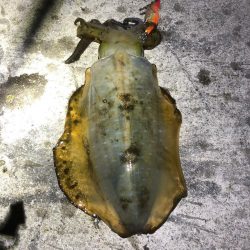 2021佐渡ヶ島 エギング　45回目