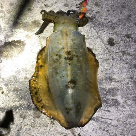 2021佐渡ヶ島 エギング　45回目