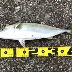 飲ませ釣りでメジロ！