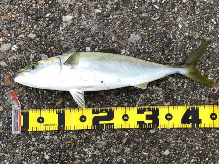 飲ませ釣りでメジロ！