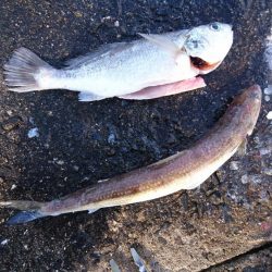 タチウオ、イシモチ、エソ