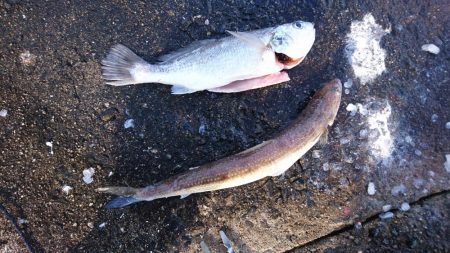 タチウオ、イシモチ、エソ