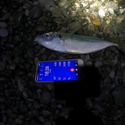 メジカ（マルソウダカツオ）１匹と、尺アジ混じり１９匹