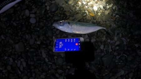 メジカ（マルソウダカツオ）１匹と、尺アジ混じり１９匹