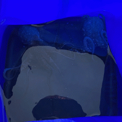 外れ年確定のイイダコ釣り