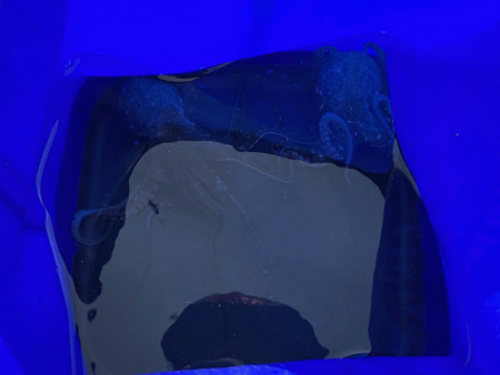 外れ年確定のイイダコ釣り