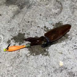 今一番釣れているヒイカを狙い！