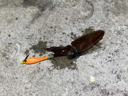 今一番釣れているヒイカを狙い！