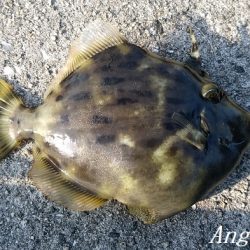 根掛かりと戦いつつ良型カワハギ！