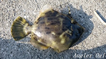 根掛かりと戦いつつ良型カワハギ！