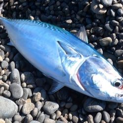 今のスマ（平ソーダカツオ）は最高に美味しい。