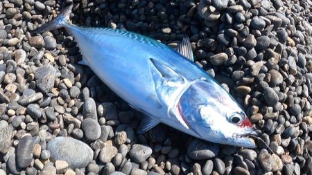 今のスマ（平ソーダカツオ）は最高に美味しい…