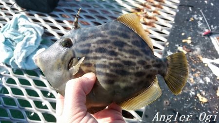 22㎝頭に良型カワハギ7枚！