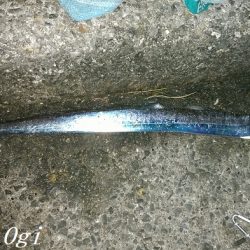 カワハギ&タチウオの二本立て