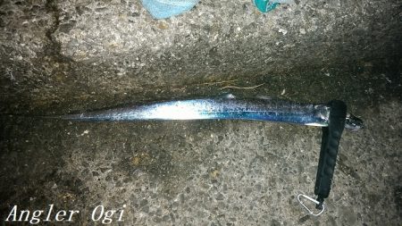 カワハギ&タチウオの二本立て