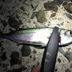 アジ・メバル・サバ