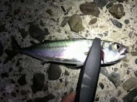 アジ・メバル・サバ